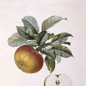 Apple Doux Amer Gris Henry Louis Duhamel du Monceau, botanical plate by Pierre Jean Francois Turpin