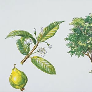 Apple guava (Psidium guajava), plant with leaves and flowers, illustration