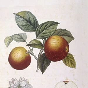 Apple Pomme de chataignier Henry Louis Duhamel du Monceau, botanical plate by Pierre Antoine Poiteau