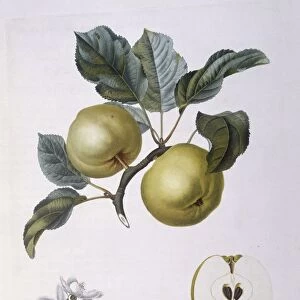 Apple Pomme d Astracan Henry Louis Duhamel du Monceau, botanical plate by Pierre Jean Francois Turpin