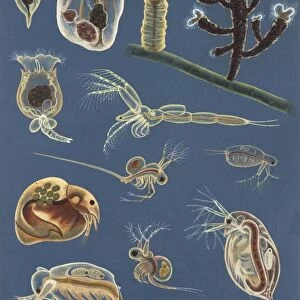 Aquatic invertebrates, illustration