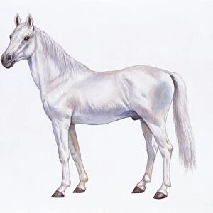Arabian horse (Equus caballus), illustration