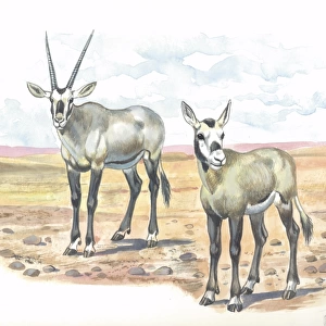 Arabian or White Oryx Oryx leucoryx with young, illustration