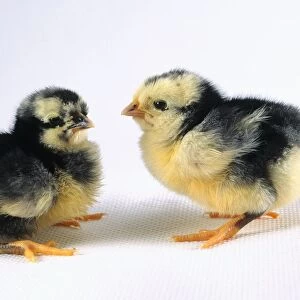 Araucana chicks