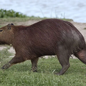 Argentina, Capybara (Hydrochoerus hydrochaeris), large rodent on riverbank in wetlands