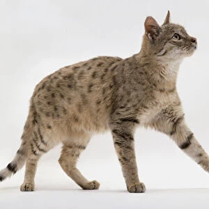 Asiatic Wildcat (Felis silvestris ornata) showing spotted fur