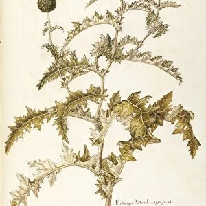 Asteraceae or Compositae, Globe Thistle (Echinops ritro). Herbaceous perennial plant for rocky gardens spontaneous in Italy, by the School of Giovanni Antonio Bottione, watercolor, 1770-1781