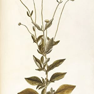 Asteraceae or Compositae, Mouse-ear or Lobed Tickseed (Coreopsis auriculata). Herbaceous perennial plant for flower beds, native to Northern America, by Giovanni Antonio Bottione, watercolor, 1770-1781