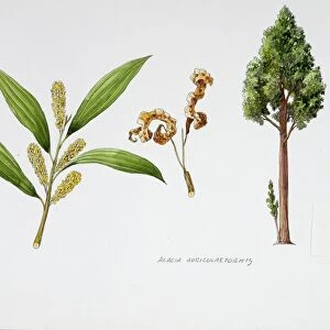 Auri or Earleaf acacia (Acacia auriculiformis), plant with flowers, leaves and fruit pods, illustration