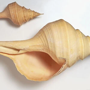 Two Australian Trumpet shells (Syrinx aruanus), close up