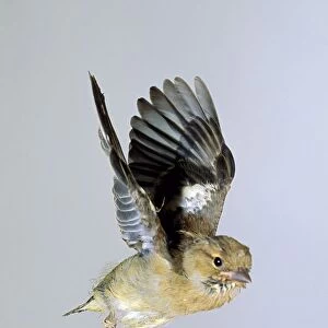 A baby Chaffinch (Fringilla coelebs) in mid-flight with wings raised