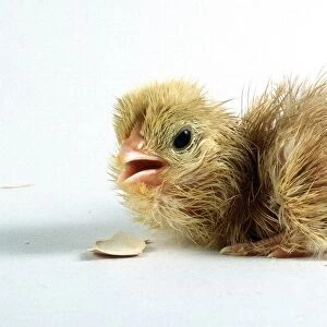 Baby Chick Emerging from Egg