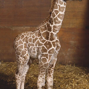 Baby Giraffe (Giraffa camelopardalis) standing straight, mother animal partly visible in background, side view