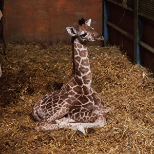 Baby giraffe sitting down, eyes closed, on straw