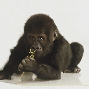 Baby Gorilla, crouching forward holding twig, front view