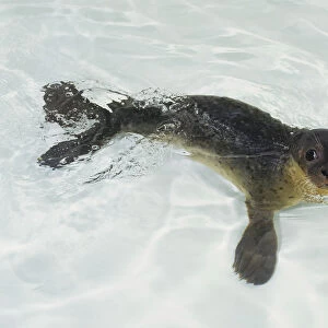 Baby seal swimming, looking up