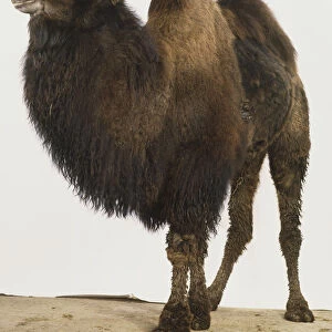 Bactrian Camel, camelus bactrianus, side view