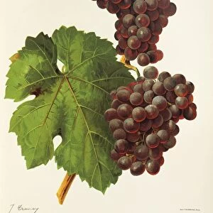 Bakator grape, illustration by J. Troncy
