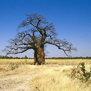 Baobab Tree, South Africa