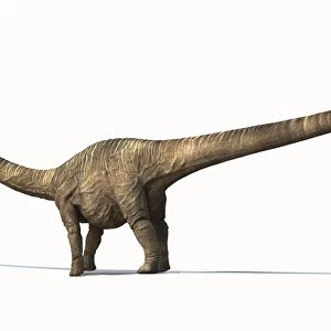 Barosaurus, side view