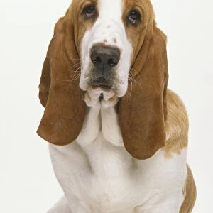 Basset hounds face