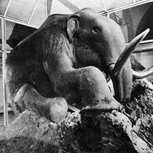 The berezovka mammoth on display at the leningrad zoological museum of the ussr academy of sciences in 1964, the frozen woolly mammoth remains were found near the berezovka river (a tributary of the kolyma river) in the magadan region of russia in 1902