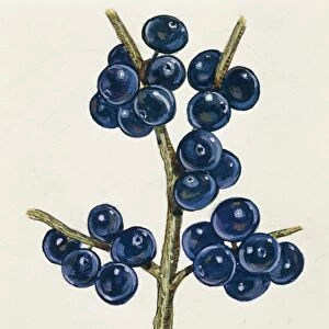 Berries, illustration