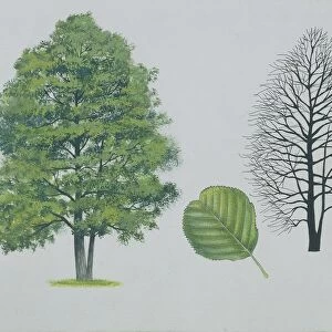Betulaceae - Black or European alder Alnus glutinosa, illustration