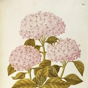 Bigleaf or French Hydrangea (Hydrangea macrophylla), Hydrangeaceae by Angela Rossi Bottione, watercolor, 1802-1806