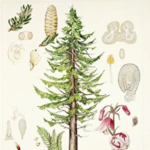 Biology, Metagenesis of superior plants, illustration