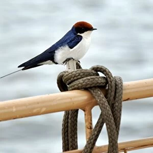 Bird. Chobe National Park. Botswana