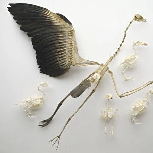 Bird skeletons including, from left to right, Mandarin Duck, Gliding Heron with wing feathers, chest view of Owl, Puffin and Parrot