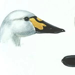 Birds: Anseriformes, head of Anthony - male Tundra Swan (Cygnus columbianus), Wildfowl and Wetlands Trust reserve, Slimbridge, England, (centre of care and study waterbirds), illustration