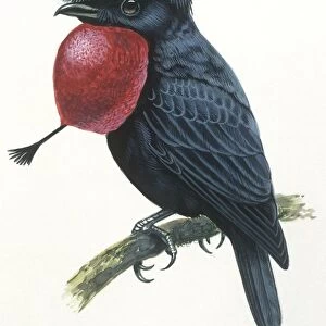 Birds, Passeriformes, Amazonian Umbrellabird, (Cephalopterus ornatus), illustration