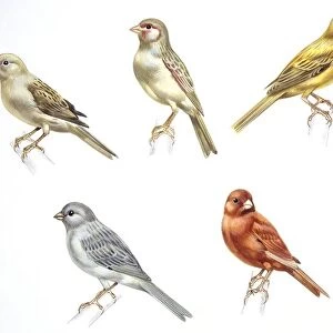 Birds: Passeriformes, Canaries (Serinus canaria): Colorbred Canaries, colour mutations, illustration