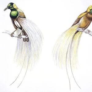 Birds: Passeriformes, Emperor Bird of Paradise (Paradisaea guilielmi) and Lesser Bird of Paradise (Paradisaea minor), illustration