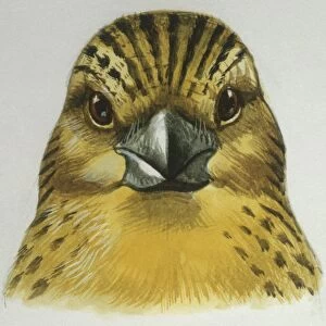 Birds: Passeriformes, head of Canary (Serinus canaria), illustration