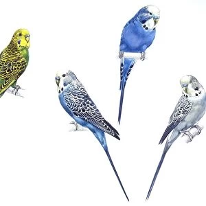 Birds: Psittaciformes, Budgerigars (Melopsittacus undulatus) in different colours: green, purple, blue and grey, illustration