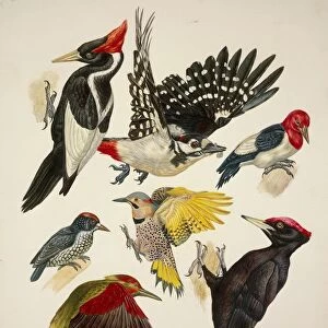 Birds, variety of Piciformes, Illustration