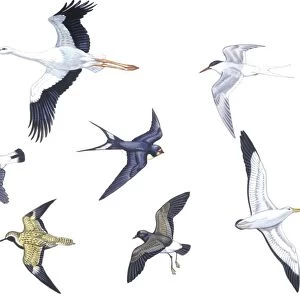 Birds: White Stork (Ciconiiformes, Ciconia ciconia), Antarctic Tern (Charadriiformes, Sterna vittata), Barn Swallow (Passeriformes, Hirundo rustica), Wheatear (Passeriformes, Oenanthe oenanthe), Eurasian Golden Plover (Charadriiformes, Pluvialis apricaria