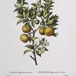 Bitter orange (Citrus bigaradia sinensis), Henry Louis Duhamel du Monceau, botanical plate by Pancrace Bessa
