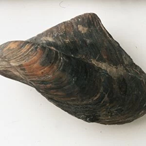 Bivalves - Gervillaria: The foddilised shell of the Gervillaria alaeformis (J. Sowerby), a tree oyster that lived in warm, shallow seas attached to gravel or debris