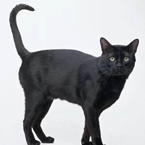 Black Bombay cat on all fours, side view
