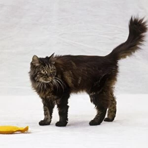 Black and brown tabby semi-longhair cat and toy on the floor