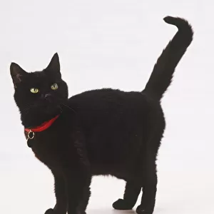 Black cat wearing red collar, standing with tail raised up in air, looking up, side view