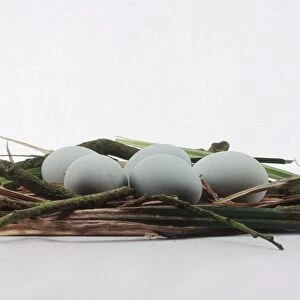 Black-crowned night heron (Nycticorax nycticorax) eggs in nest