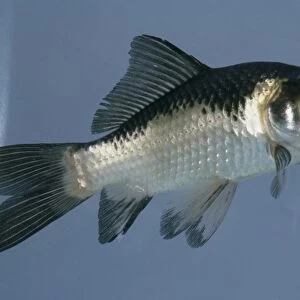Black Goldfish (Carassius auratus auratus) showing shiny scales
