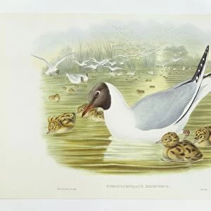 Black-headed gull (Larus ridibundus), Engraving by John Gould, William Hart, H C Richter