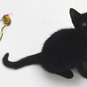 Black kitten sitting, looking up towards small bell on the end of pink ribbon, large ears erect, black tail curling at tip, green eyes following bell above