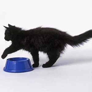 Black kitten stepping over blue water bowl